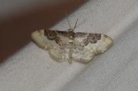 Idaea rusticata