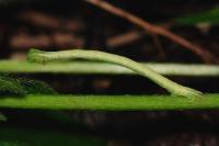Chloroclysta siterata