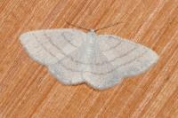 Cabera pusaria