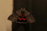 Catocala nupta