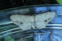 Idaea dimidiata