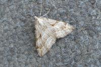 Aplocera