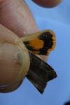 Noctua janthe