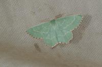 Thalera fimbrialis