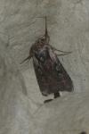 Violaphotia molothina occidentalis