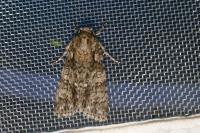 Acronicta rumicis