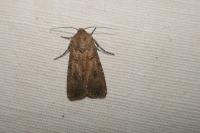 Agrotis segetum