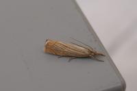 Chrysoteuchia culmella