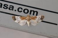 Eupithecia breviculata