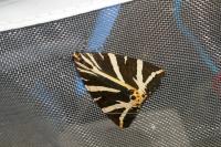 Euplagia quadripunctaria