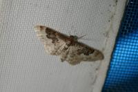 Idaea rusticata
