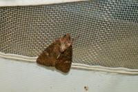 Mesapamea secalella/secalis