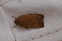 Noctua interjecta