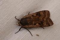 Noctua pronuba