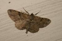 Peribatodes rhomboidaria rhomboidaria
