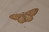 Scopula marginepunctata