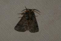 Thaumetopoea pityocampa