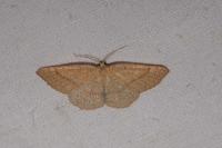Cyclophora suppunctaria