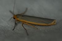 Manulea complana