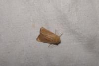 Mythimna sicula