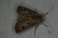 Agrotis exclamationis exclamationis