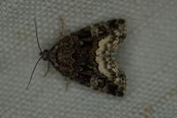 Deltote pygarga