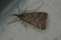 Synaphe punctalis