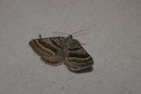 Scotopteryx coarctaria