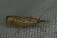 Chrysoteuchia culmella