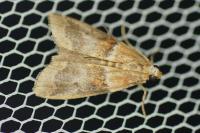 Acrobasis repandana
