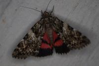 Catocala promissa