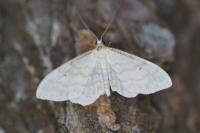 Idaea fuscovenosa