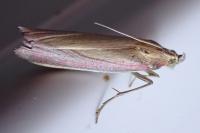 Oncocera semirubella