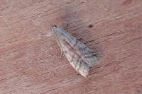Ephestia