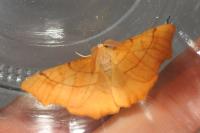 Ennomos quercinaria