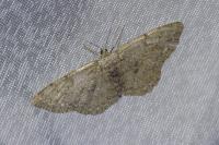 Hypomecis punctinalis