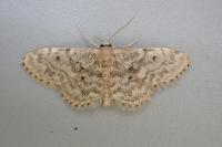 Idaea inquinata