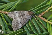 Ochropacha duplaris