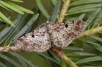 Eupithecia abietaria