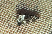 Deltote pygarga