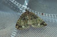 Hydriomena furcata