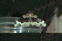 Epirrhoe alternata