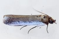 Denticera divisella