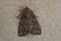 Mesapamea secalella/secalis