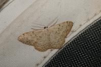Scopula marginepunctata