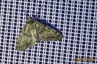 Tephronia sepiaria