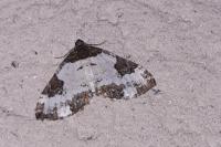 Melanthia procellata