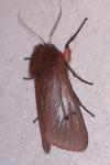 Phragmatobia fuliginosa
