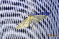 Anania lancealis