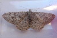 Alcis repandata